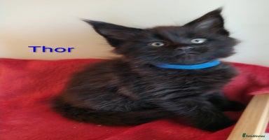 Maine Coon cats - Advert 10