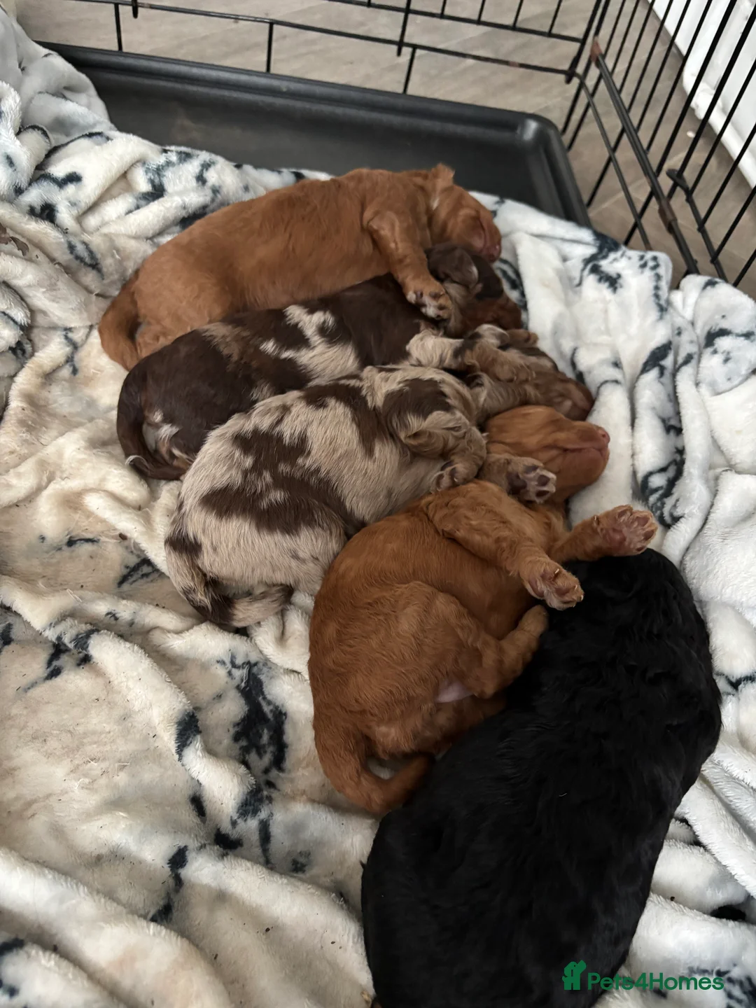 Cockapoo dogs for sale: F1B Pups - Advert 6