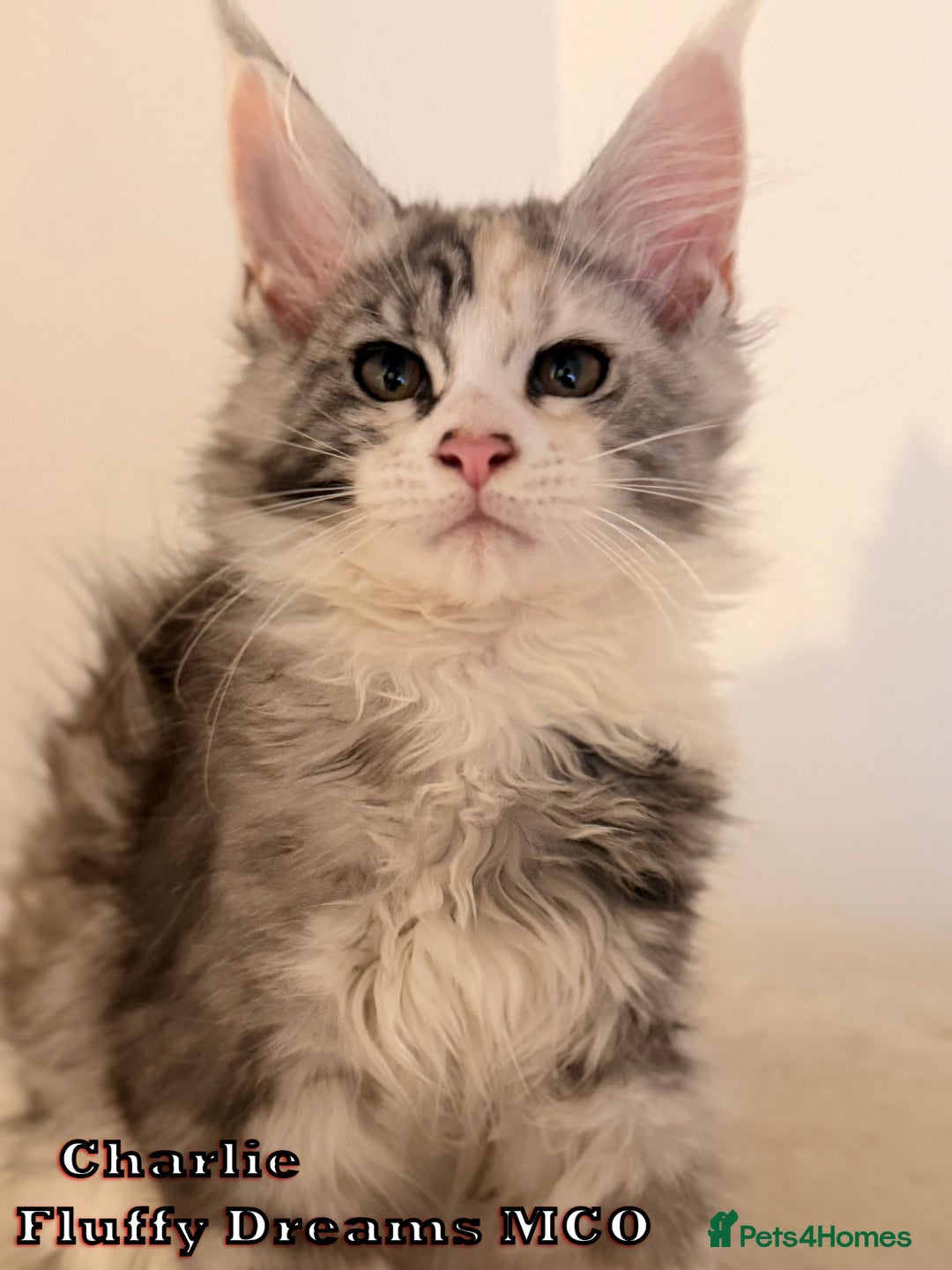 Maine Coon cats for sale: Fluffy Maine Coons 3 girls 1 boy active/non-active - Image 1