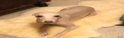 Italian Greyhound dogs for sale: KC Italian greyhound puppies European lineage - Advert 11