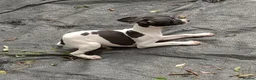 Italian Greyhound dogs for sale: Italian greyhound puppies  - Advert 4