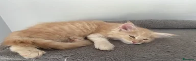 Maine Coon 4