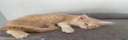 Maine Coon cats for sale: Gccf pedigree Maine coon kittens  - Advert 4