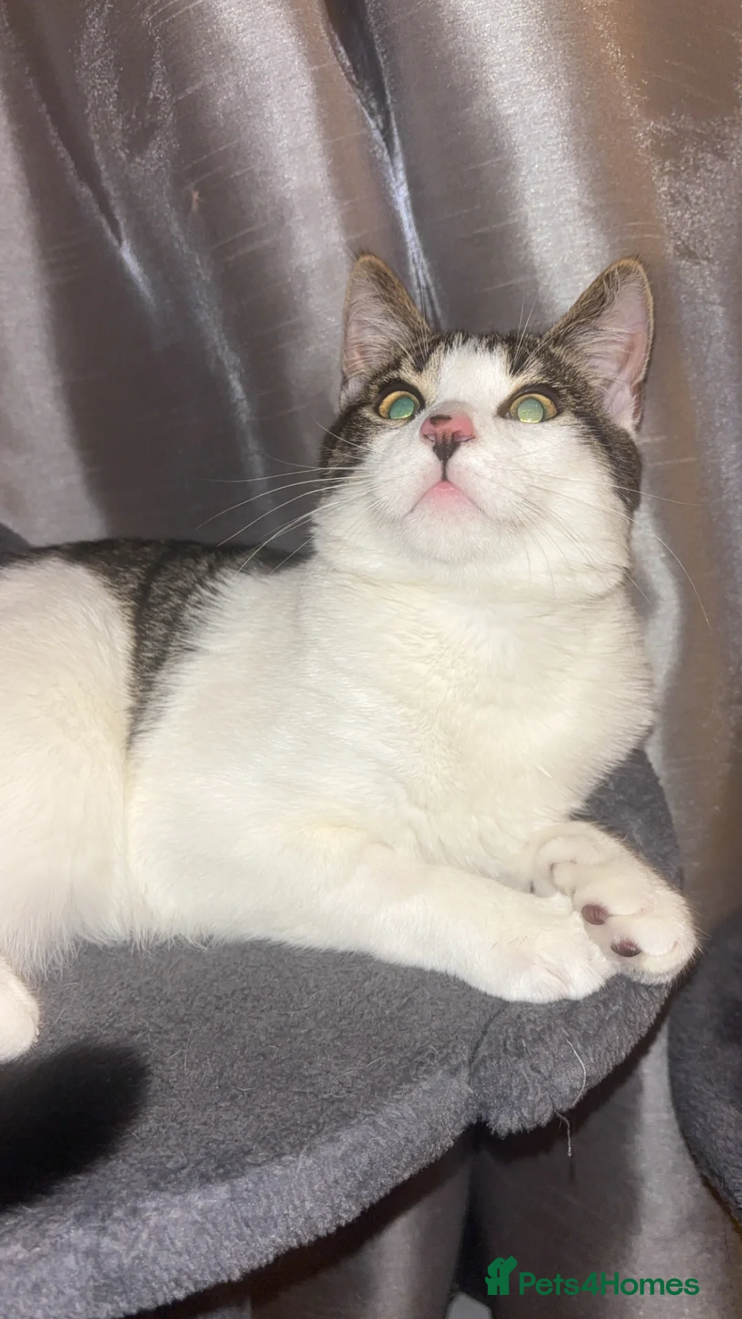 Mixed Breed cats for sale: Bengal x ragdoll mix kitten in Northolt - Advert 4