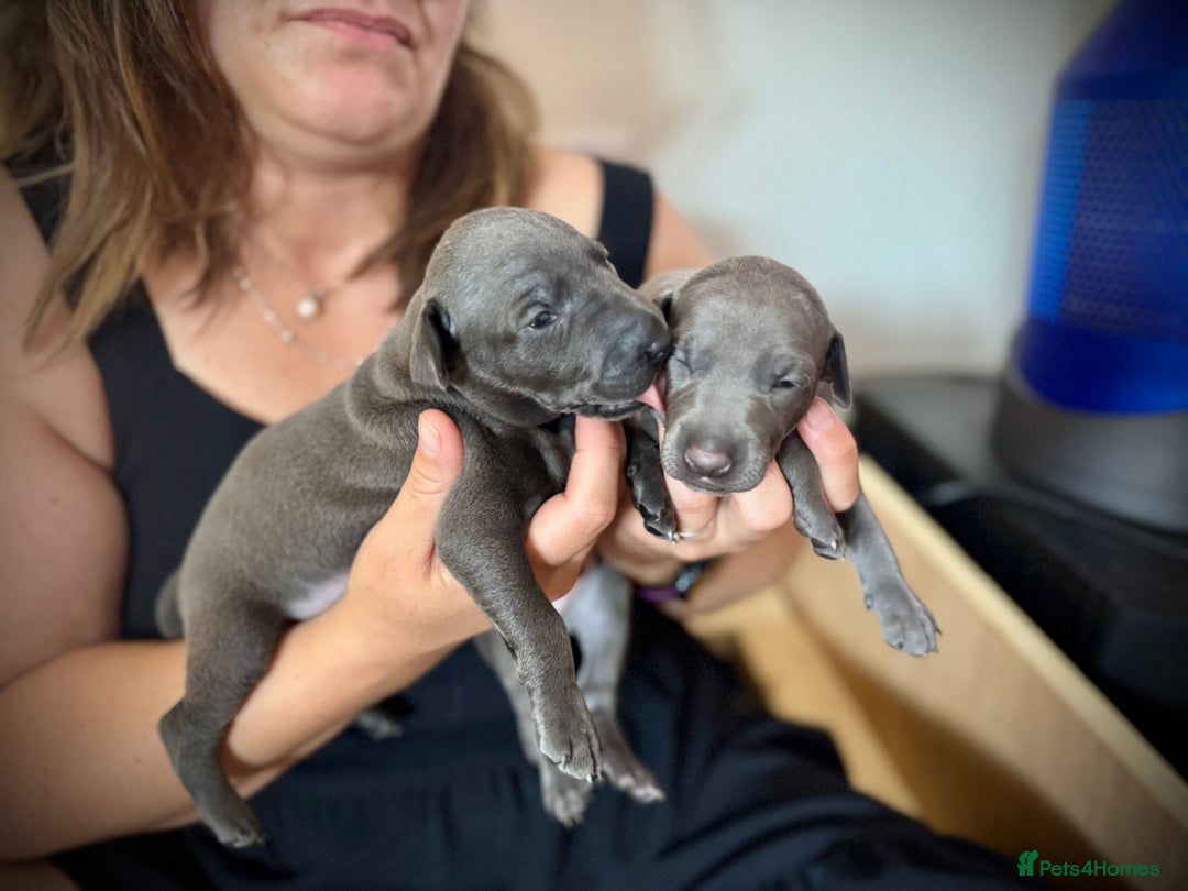 Italian Greyhound dogs for sale: KC Reg Italian Greyhound puppies - Only 1 boy left - Image 2