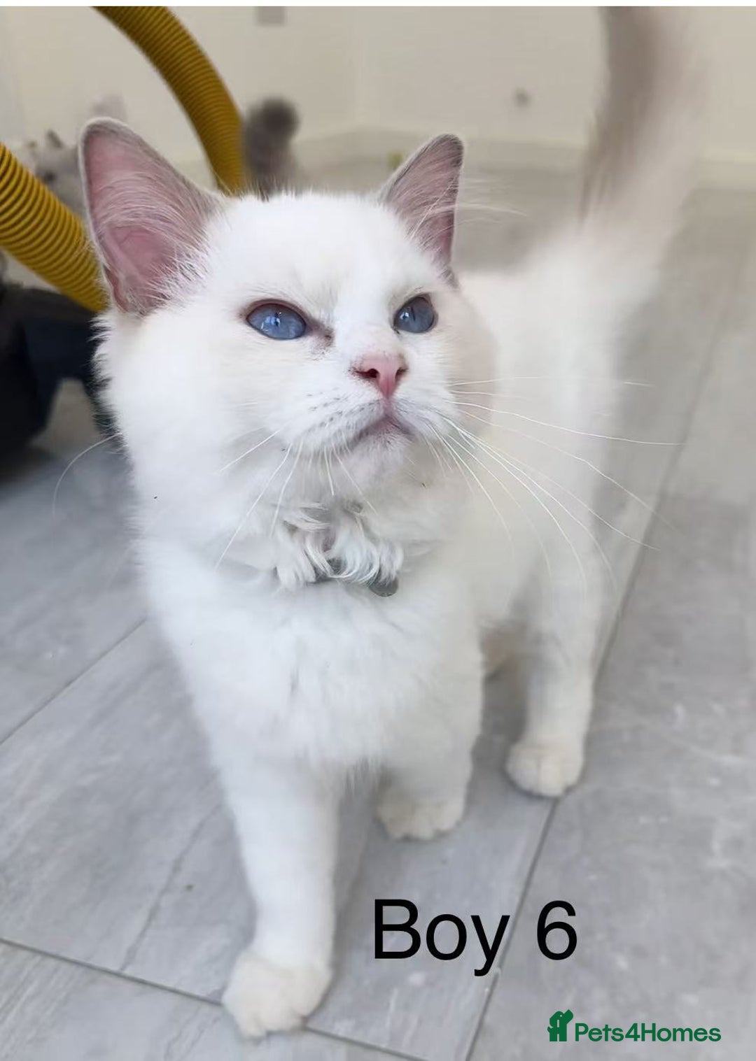 Ragdoll cats for sale: Ragdoll kittens for sale - Image 12