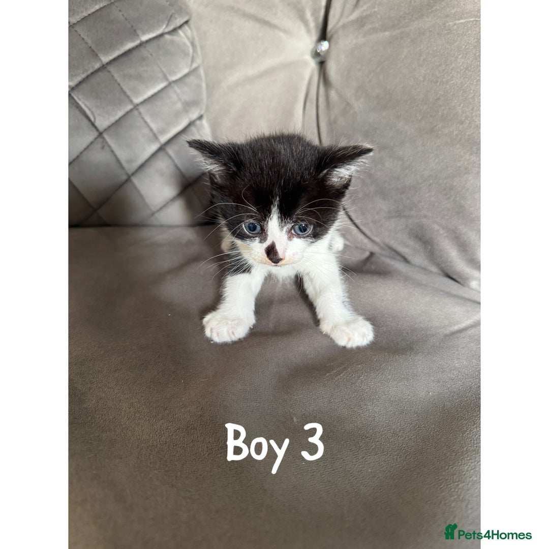 Maine Coon cats for sale: 1/4 Maincoon kittens  - Image 5