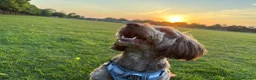 Cockapoo dogs for sale: Rehoming Archie  - Advert 4