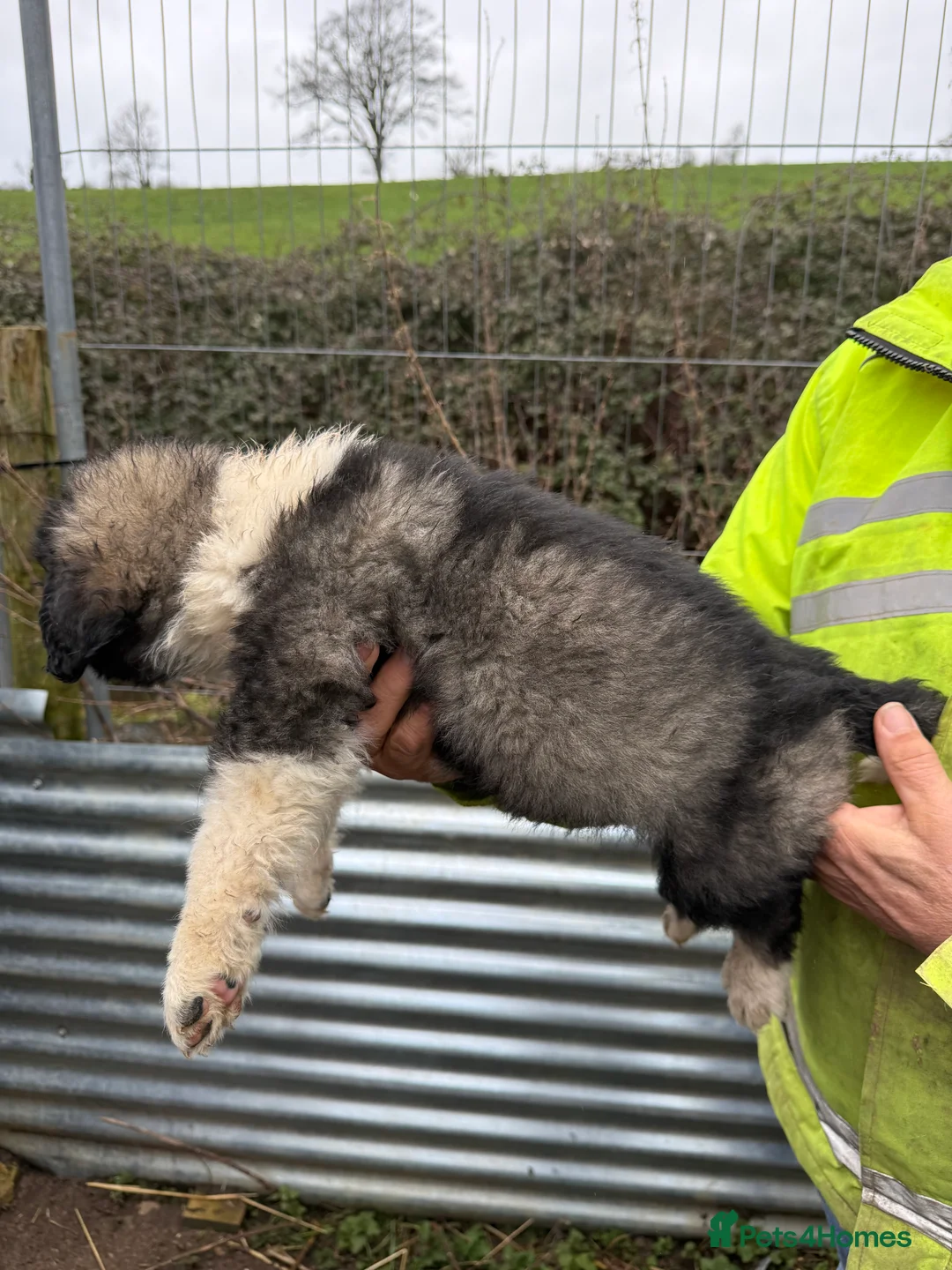 Caucasian Shepherd Dog dogs for sale: Beautiful Caucasian shepherd puppies in Radstock - Advert 6