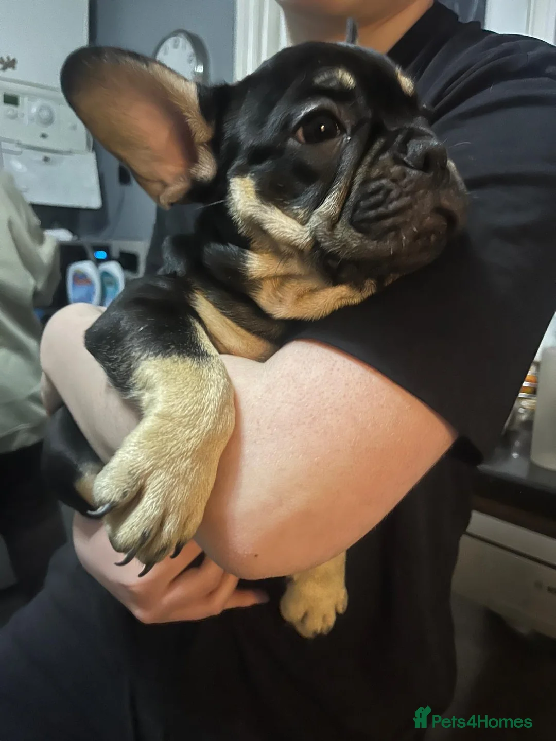 French Bulldog dogs for sale: 2 beautiful boys waiting for their forever homes  - Advert 5