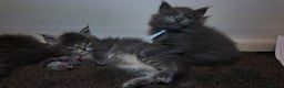 Maine Coon cats for sale: Beautiful Mainecoon Kittens Maine Coon Purebred - Advert 8