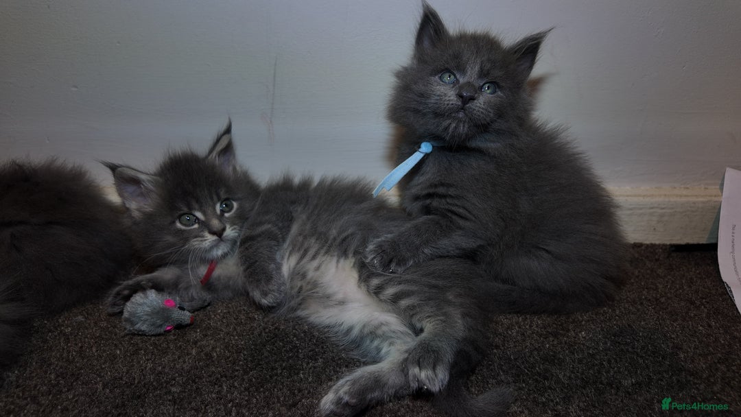 Maine Coon cats for sale: Beautiful Mainecoon Kittens Maine Coon Purebred - Advert 8