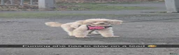 Cavapoo dogs for sale: Beautiful F1 Cavapoo Girls - Advert 2