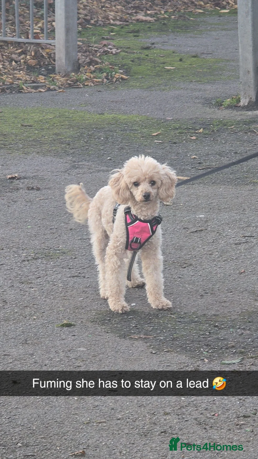 Cavapoo dogs for sale: Beautiful F1 Cavapoo Girls - Advert 2