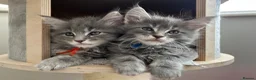 Maine Coon cats for sale: TICA Registered Maine Coon Kittens Available  in Sutton - Advert 28