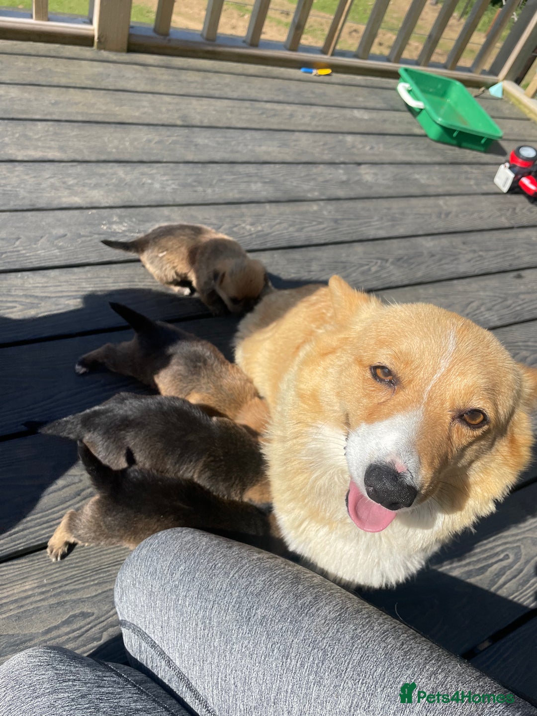 Mixed Breed dogs for sale: Corrier (Corgi X Border Terrier)  - Image 1