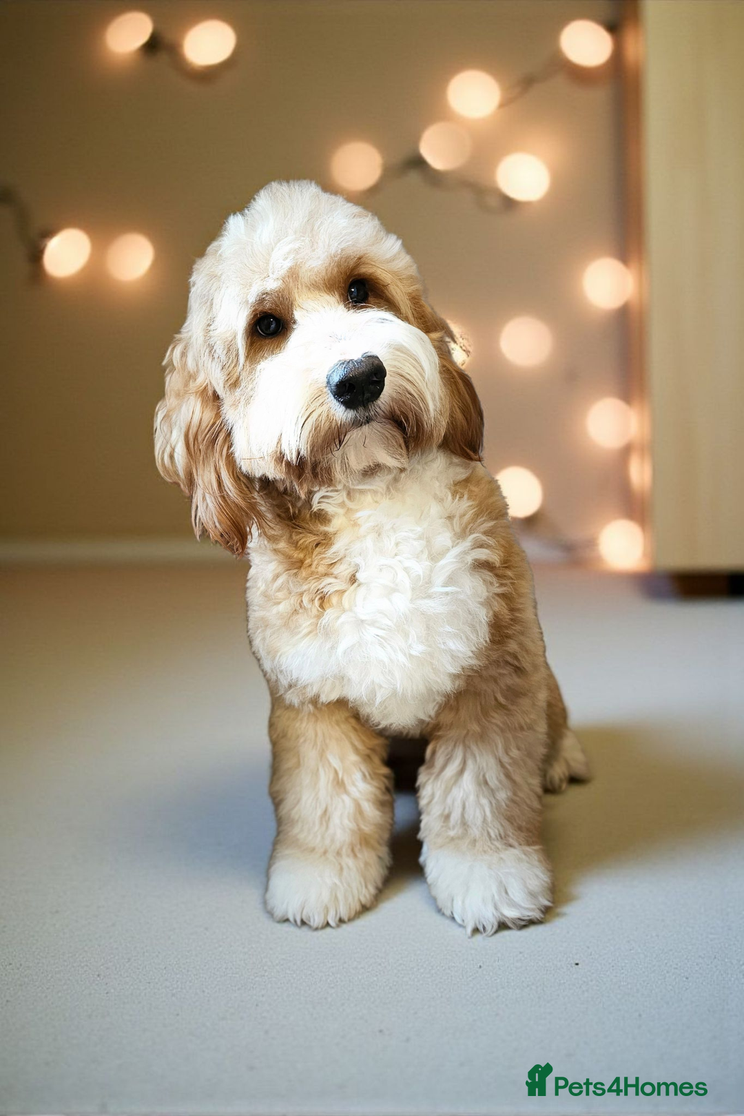Cockapoo dogs for stud: Hip 0/0🌟 Elbow 0/0🌟 Australian Labradoodle - Advert 14