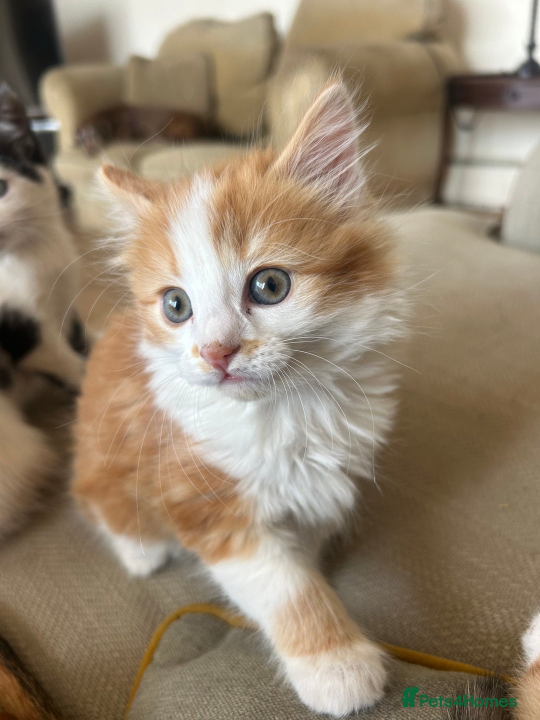 Mixed Breed cats for sale: 5 beautiful kittens  - Image 8