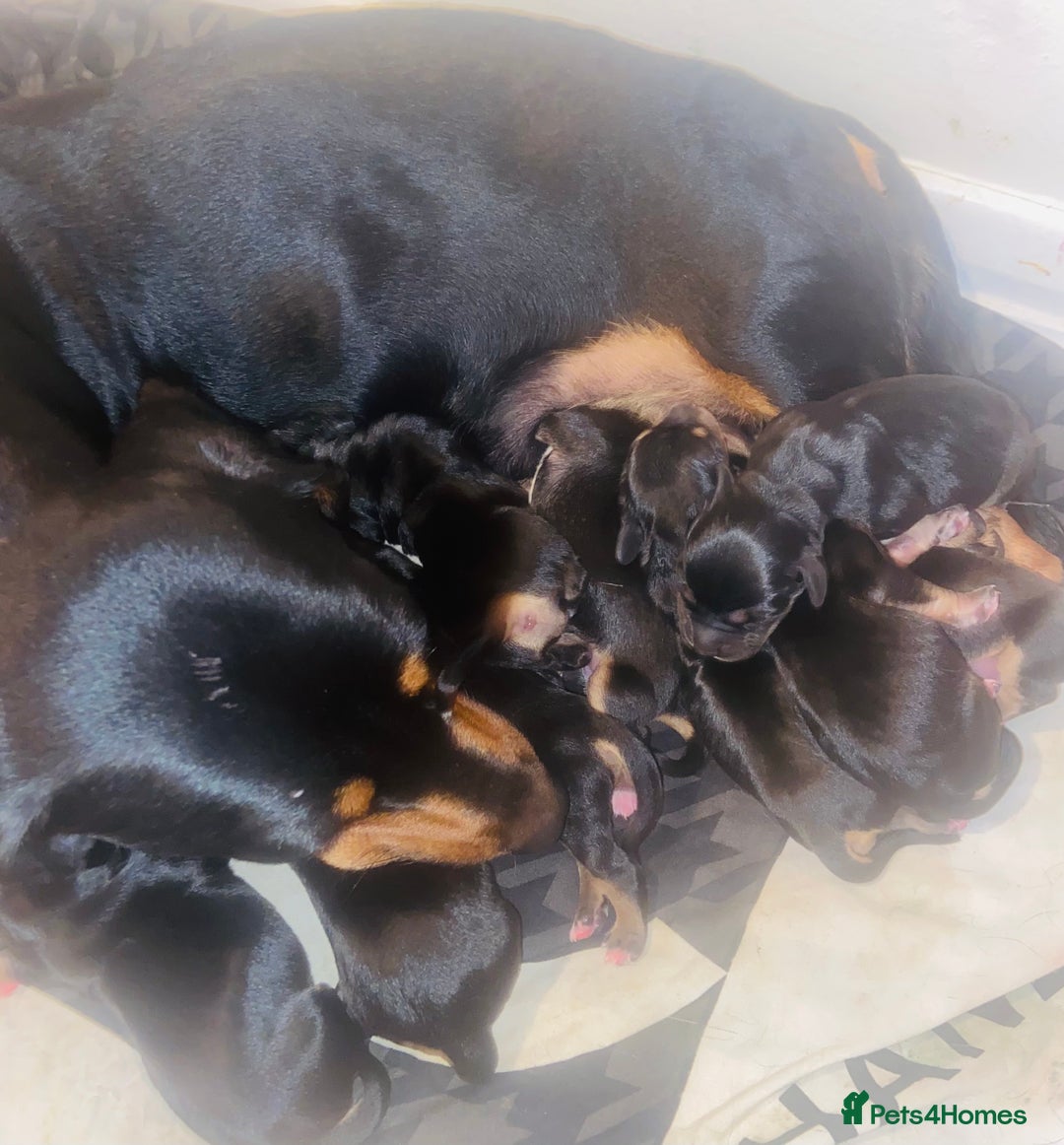 Mixed Breed dogs for sale: Dachshund x Jack Russell  - Image 2