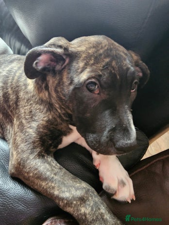 Presa Canario dogs - Advert 1