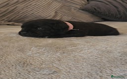 Staffordshire Bull Terrier dogs for sale:  STAFFORDSHIRE BULL TERRIERS PUPS  - Image 4