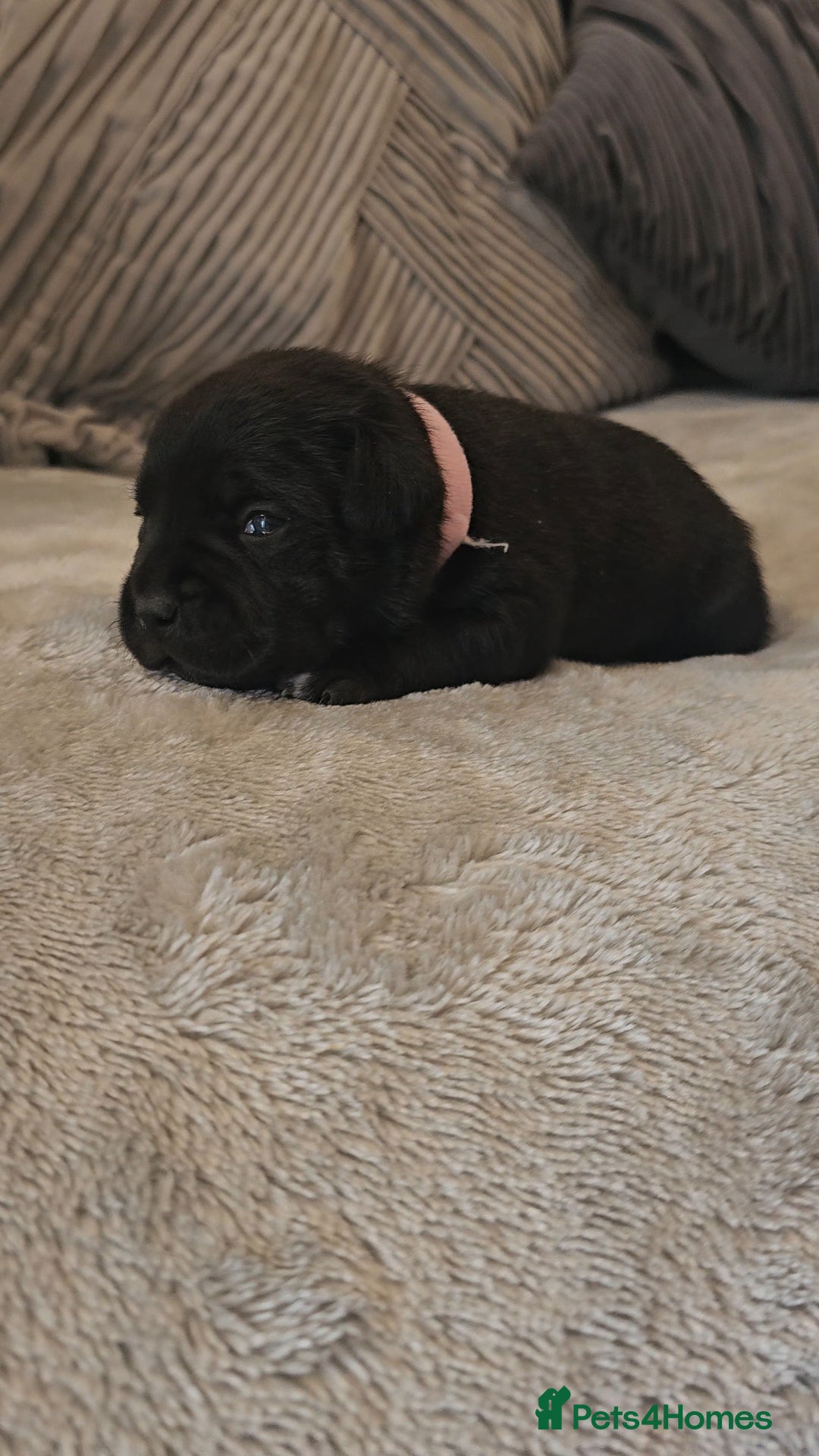Staffordshire Bull Terrier dogs for sale:  STAFFORDSHIRE BULL TERRIERS PUPS  - Image 4