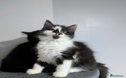 Mixed Breed cats for sale: Maine coon cross kittens ready now 🩵 - Image 7