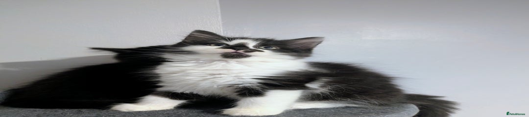 Mixed Breed Kitten 2