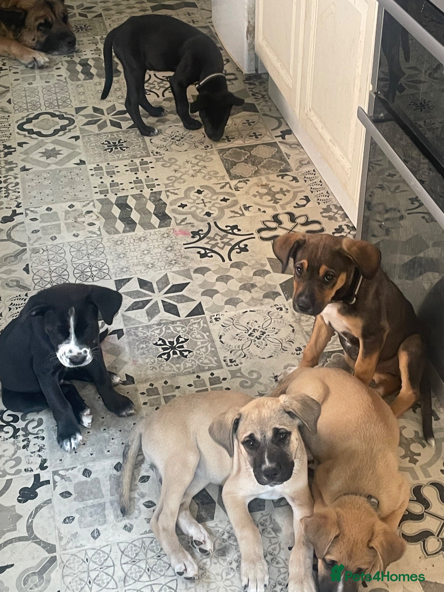 Mixed Breed dogs Akita X Staffy pups 3 Male 1 Female READY NOW - Advert 10