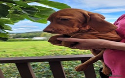 Hungarian Vizsla dogs for sale: Exceptional Vizsla Puppies - 5* Licenced Breeder  - Image 12