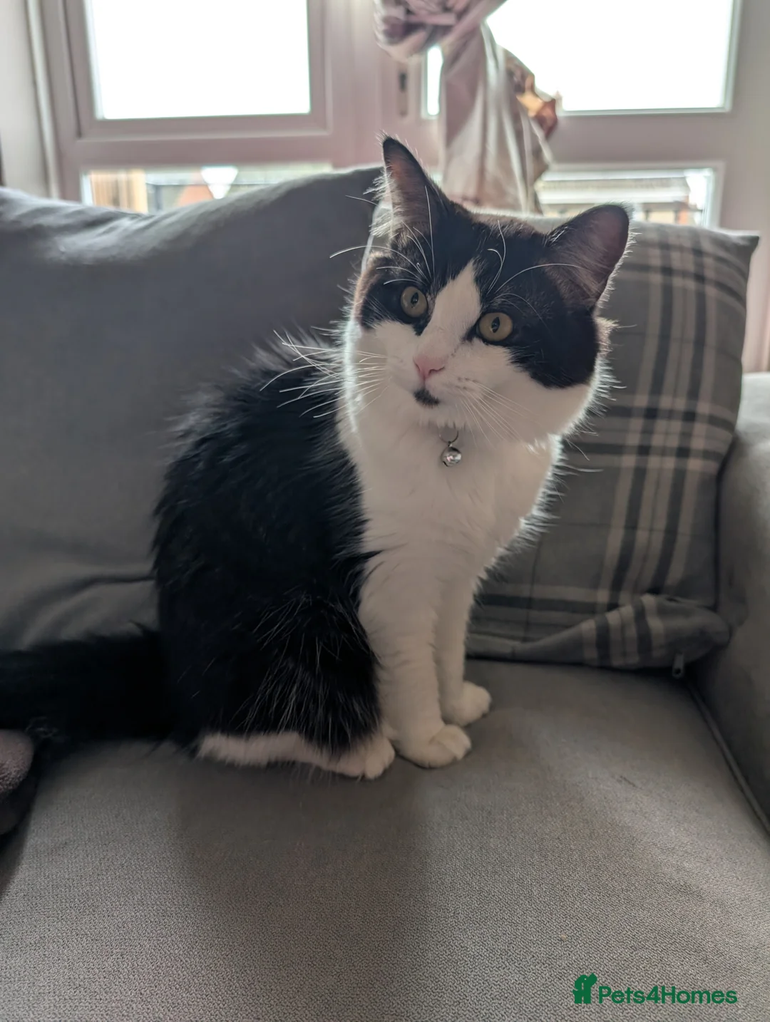 British Longhair cats for sale: Free - Gizmo ready for a loving home.  - Advert 1