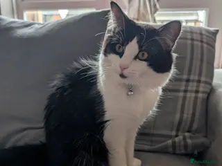 British Longhair cats Free - Gizmo ready for a loving home. - Advert 6