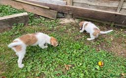 Jackapoo dogs for sale: @@GORGEOUS JACKAPOO PUPPIES@@ - Advert 13