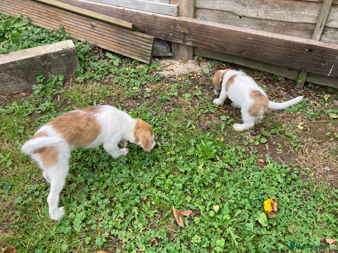 Jackapoo dogs for sale: @@GORGEOUS JACKAPOO PUPPIES@@ - Advert 13