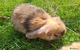 Mini Lop rabbits for sale: Beautiful Baby Mini Lops for sale - Image 4