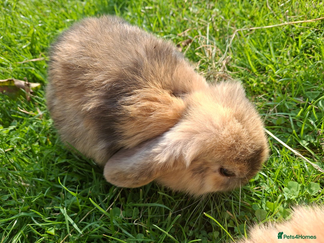 Mini Lop rabbits for sale: Beautiful Baby Mini Lops for sale - Image 4