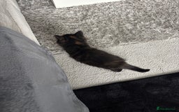 Maine Coon cats for sale: Unique 1/2 Maine Coone Kittens x 4  - Image 9