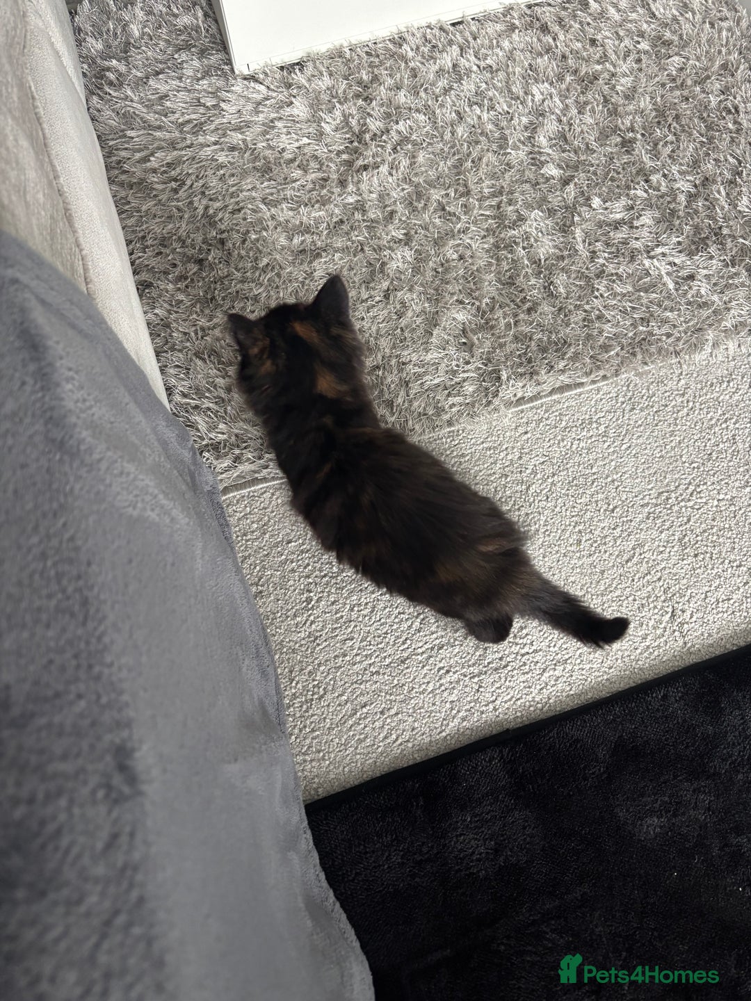 Maine Coon cats for sale: Unique 1/2 Maine Coone Kittens x 4  - Image 9