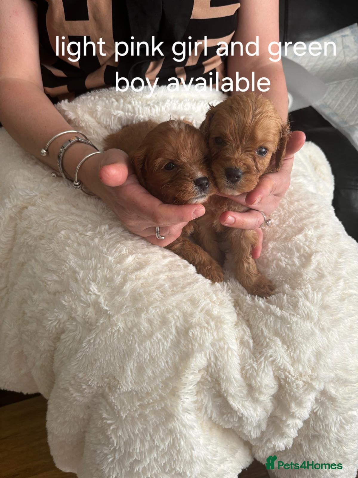 Cavapoo dogs Health tested parents of this beautiful litter  - Advert 11