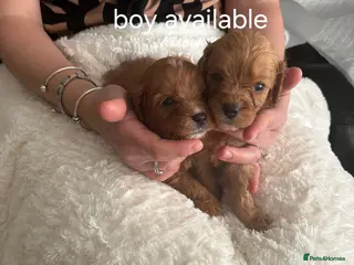 Cavapoo dogs Health tested parents of this beautiful litter - Advert 11