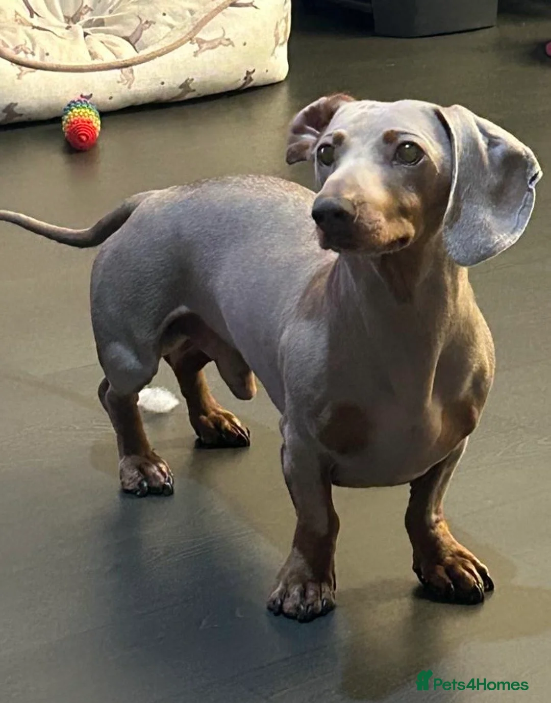 Miniature Dachshund dogs for stud: Dash the Isabella tan mini dachshund. - Advert 2