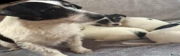Jack Russell dogs for sale: Miniature jack Russle puppies - Advert 13