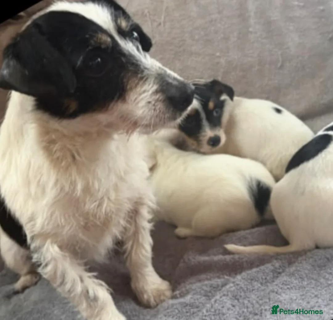 Jack Russell dogs for sale: Miniature jack Russle puppies - Advert 13