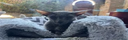 Oriental cats for sale: Oriental GCCF ACTIVE Blue Female adult - Advert 1
