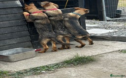German Shepherd dogs for sale: German shepherd puppies looking for a new home  in Cambridge - Image 20