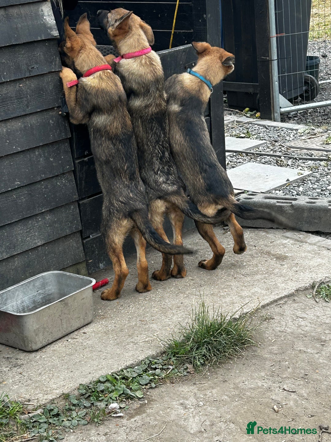 German Shepherd dogs for sale: German shepherd puppies looking for a new home  in Cambridge - Image 20