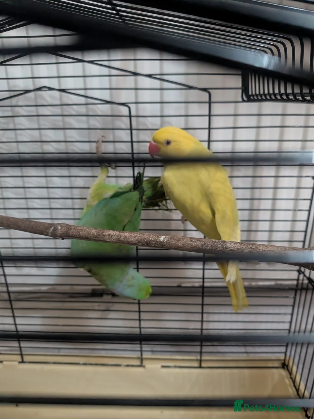 Parrots birds for sale: 🐤🦜Breeding Pair of Parrots with Full Setup🦜🐤 in Carlisle - Advert 11