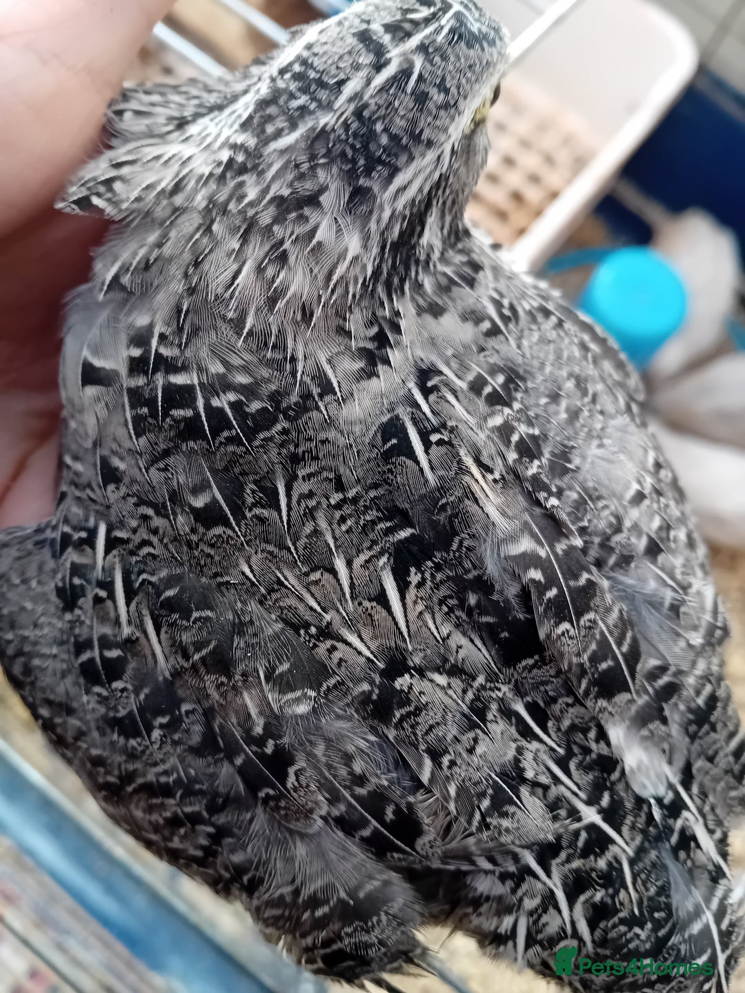 Quail poultry for sale: Laying Coturnix Quail – Confirmed Hens - Image 20