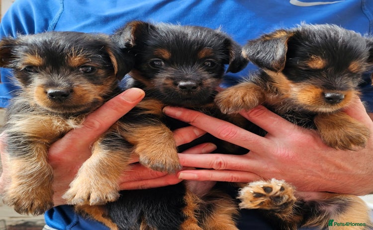 Yorkshire Terrier dogs - Advert 14