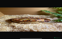 Corn Snake reptiles for sale: Corn snake  - Image 1